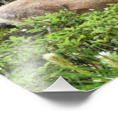 Yosemite Deer Nature Photographie (Coin)