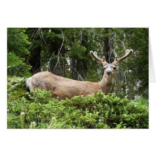 Yosemite Deer Nature Photographie (Devant horizontal)