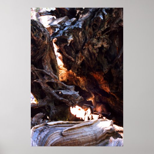 Yosemite Deer Poster (Voorkant)