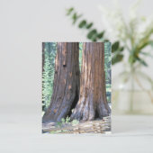 Yosemite Double Sequoia Trees photo Carte postale (Debout devant)