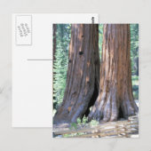 Yosemite Double Sequoia Trees photo Carte postale (Devant / Derrière)