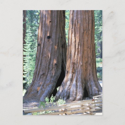Yosemite Double Sequoia Trees photo Carte postale (Devant)
