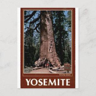 Yosemite Grizzly Giant Vintage Sequoia Portret Briefkaart