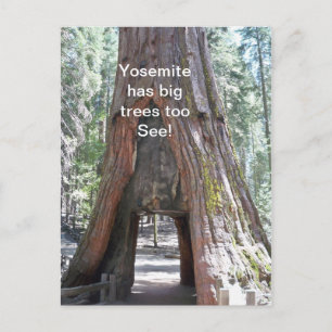 Yosemite heeft grote bomen te Briefkaart