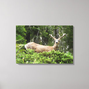 Yosemite Herten Natuurfotografie Canvas Afdruk