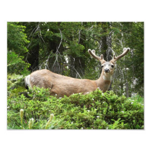 Yosemite Herten Natuurfotografie Foto Afdruk