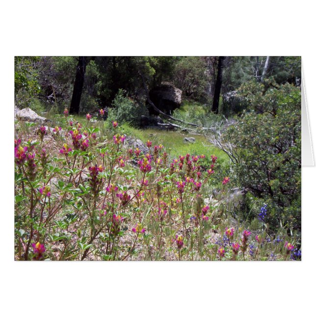 Yosemite in Springtime:  Harlequin Lupine (Voorkant Horizontaal)