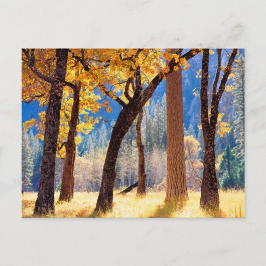Yosemite National Park Briefkaart (Voorkant)