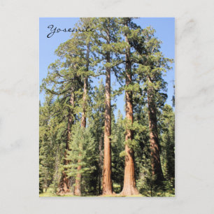 Yosemite National Park Sequoia Tree Briefkaart