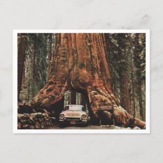 Yosemite NP, Wawona Tree, 1959 geïnspireerd Briefkaart