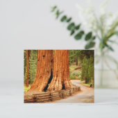 Yosemite redwood bomen briefkaart (Staand voorkant)