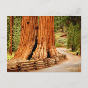 Yosemite redwood bomen briefkaart