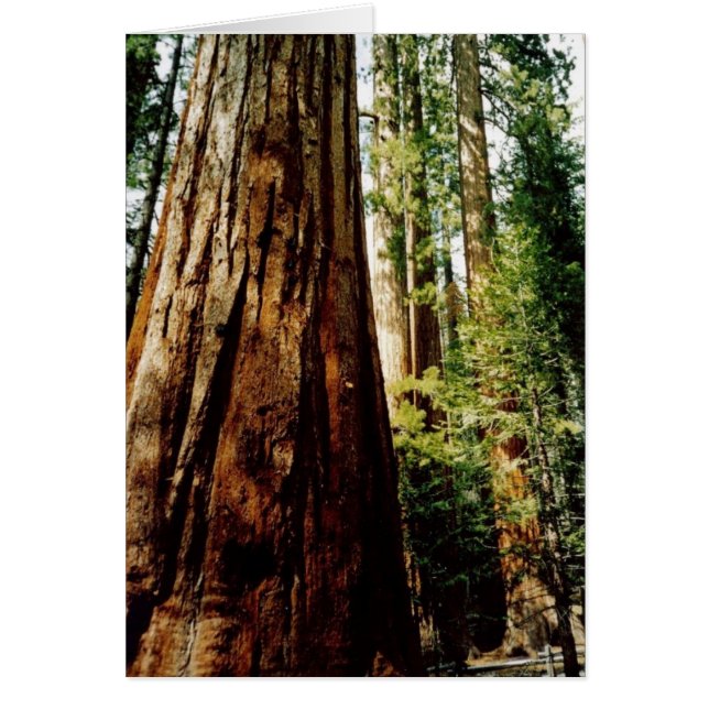 Yosemite Redwood Card (Voorkant)