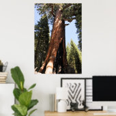 Yosemite sequoia kleurenfoto-poster afdrukken poster (Thuiskantoor)