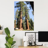Yosemite Sequoias Poster (Thuiskantoor)