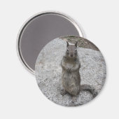 Yosemite Squirrel Magneet (Voorkant / Achterkant)