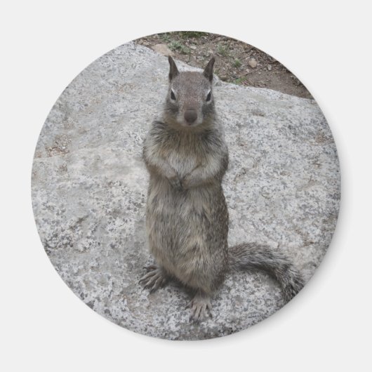 Yosemite Squirrel Magneet (Voorkant)