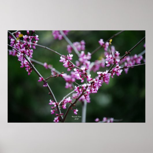 Yosemite's kleur poster (Voorkant)