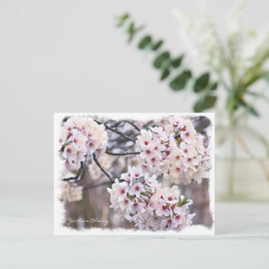 Yoshino Cherry ポストカード Briefkaart (Staand voorkant)