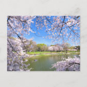 Yoshino Cherry : Carte postale (Devant)