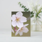 Yoshino Cherry : Carte postale (Debout devant)