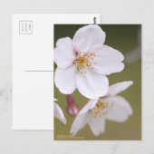 Yoshino Cherry : Carte postale (Devant / Derrière)