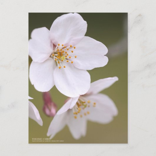 Yoshino Cherry : Carte postale (Devant)
