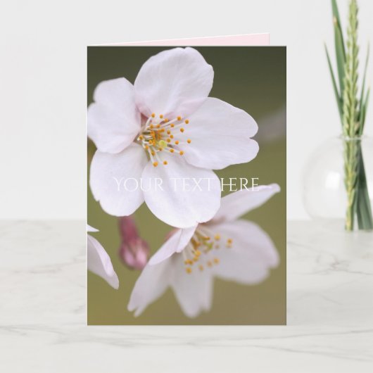Yoshino Cherry : Cartes pliées (Devant)