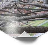 Yoshino Cherry Tree 8"x10" Impression photo (Coin)