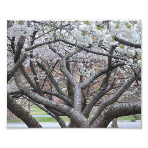 Yoshino Cherry Tree 8-x10-inch foto afdrukken Afdruk