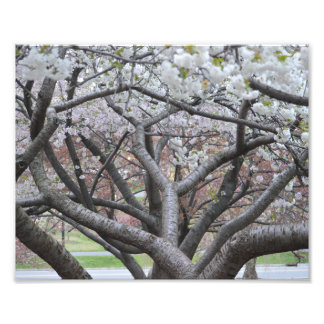 Yoshino Cherry Tree 8-x10-inch foto afdrukken Afdruk