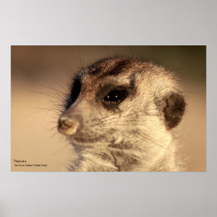 Yossarian Poster - Royal Whiskers Collectie