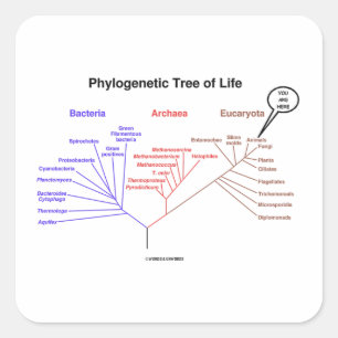 You Are Here Phylogenetic Tree Of Life (Biology) Vierkante Sticker