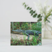 Young Alligator Briefkaart (Staand voorkant)