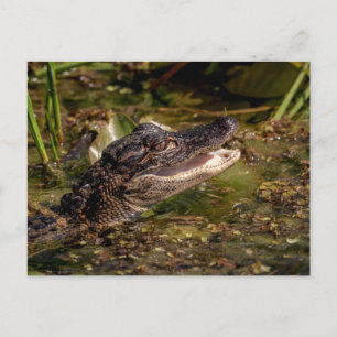 Young Alligator Briefkaart