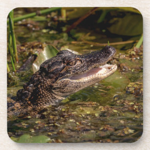 Young Alligator Onderzetter