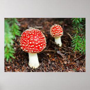 Young Amanita muscaria Poster