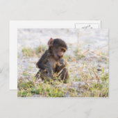 Young Baboon Briefkaart (Voorkant / Achterkant)