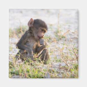 Young Baboon Magneet