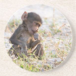 Young Baboon Zandsteen Onderzetter