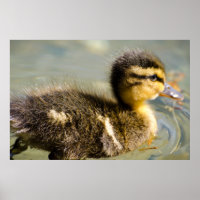 Young Baby Duck