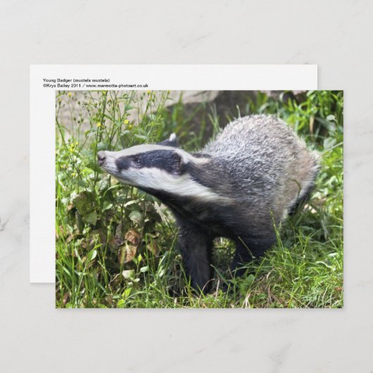 Young Badger Briefkaart (Voorkant / Achterkant)