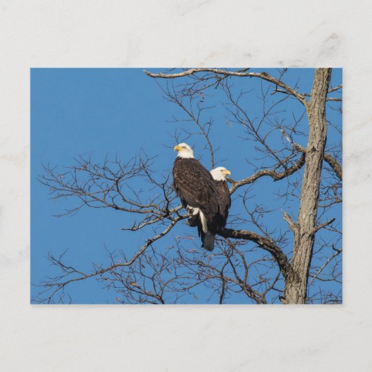 Young Bald Eagle Couple Briefkaart (Voorkant)