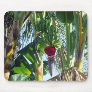 Young Bananas Muismat