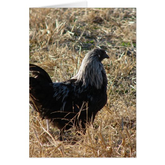 Young Bantam (Devant)