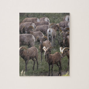 Young Bighorn Sheep Legpuzzel
