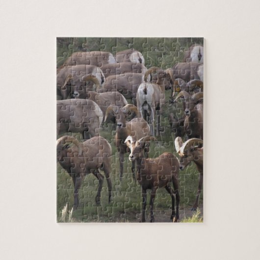 Young Bighorn Sheep Legpuzzel (Verticaal)