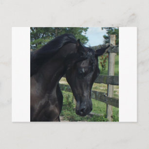 Young Black Arabian Stallion Briefkaart
