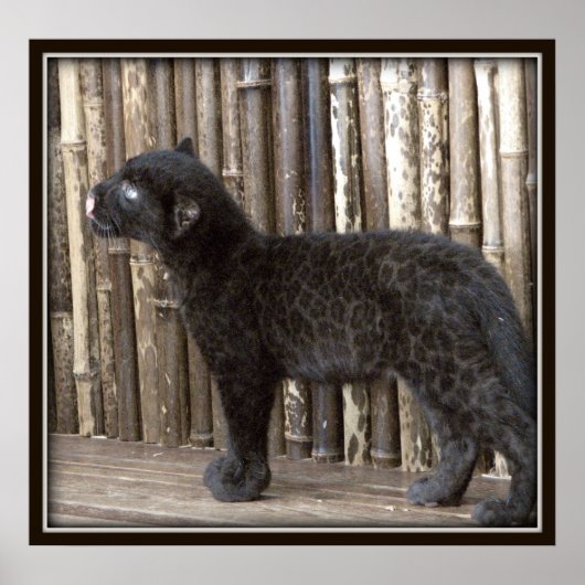 Young Black Leopard Poster (Voorkant)