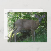 Young Black-Tailed Buck Briefkaart 02 (Voorkant / Achterkant)